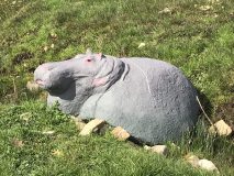 hippopotame de profil sortant d'un fossé en mortier 2020