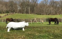 rhinocéros en mortier avec chevaux